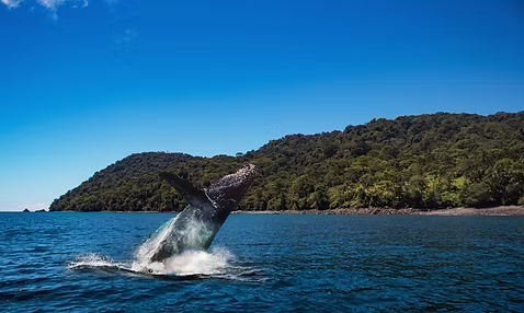 Encuentro con Ballenas