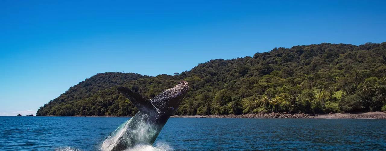 ballenas jorobadas en el Pacífico caucano